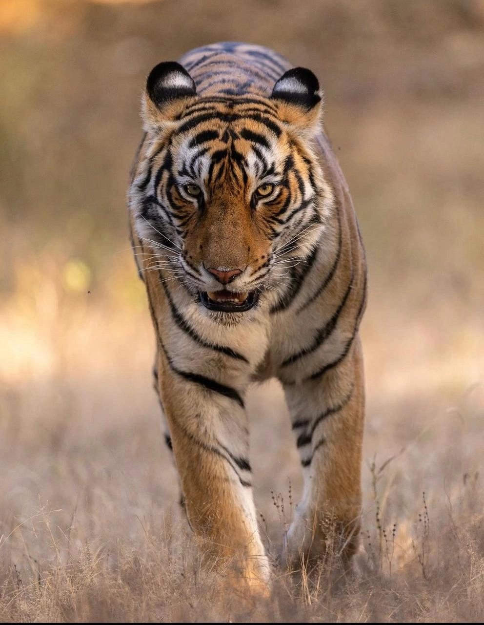 Ranthambore