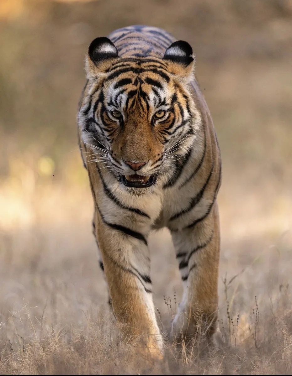 Golden Triangle Tour with Ranthambore Tiger Safari